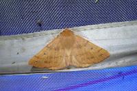 Colotois pennaria
