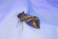 Autographa gamma