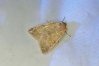 Cirrhia ocellaris