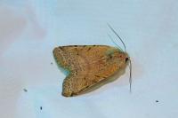 Agrochola lychnidis