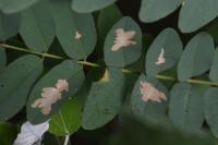 Parectopa robiniella