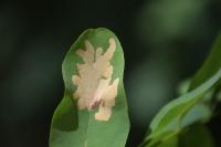 Parectopa robiniella