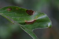 Phyllonorycter maestingella