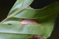 Phyllonorycter maestingella