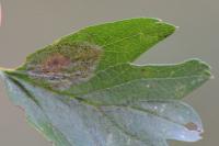 Phyllonorycter corylifoliella