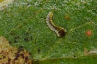 Phyllonorycter corylifoliella