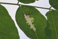 Parectopa robiniella