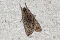 Asteroscopus sphinx
