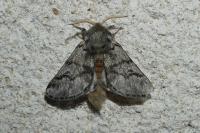 Thaumetopoea pityocampa