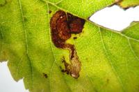 Stigmella viscerella