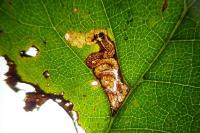 Stigmella viscerella