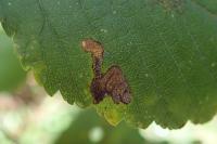 Stigmella viscerella