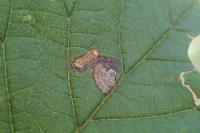 Stigmella viscerella