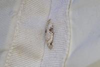 Agonopterix alstroemeriana