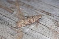 Teleiopsis diffinis