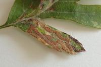 Stigmella oxyacanthella