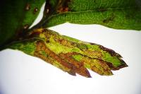 Stigmella oxyacanthella
