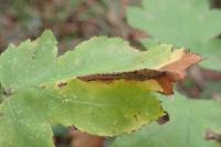 Phyllonorycter mespilella