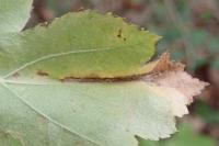 Phyllonorycter mespilella