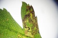 Stigmella oxyacanthella