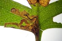 Stigmella oxyacanthella