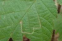 Stigmella microtheriella