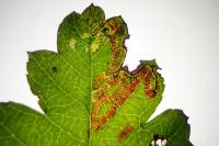 Stigmella oxyacanthella