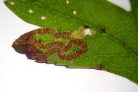 Stigmella oxyacanthella