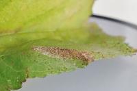 Phyllonorycter mespilella