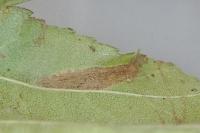 Phyllonorycter mespilella