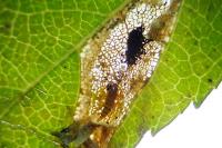 Phyllonorycter mespilella