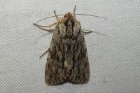 Asteroscopus sphinx