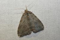 Epirrita dilutata
