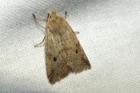 Leptologia blidaensis