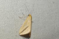 Rhodometra sacraria