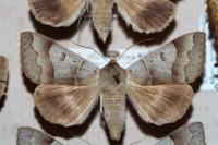 Minucia lunaris