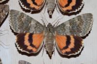 Catocala elocata