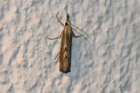 Agriphila geniculea
