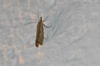 Agriphila geniculea