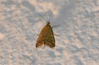 Loxostege sticticalis