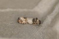 Epinotia thapsiana