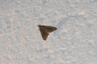 Mecyna asinalis