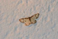 Lomaspilis marginata