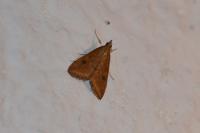 Udea ferrugalis