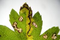 Stigmella regiella