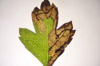 Stigmella regiella