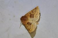 Crocallis tusciaria