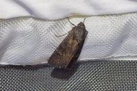 Aporophyla nigra