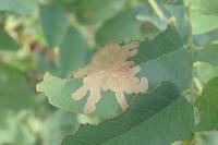 Parectopa robiniella