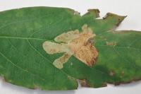 Parectopa robiniella
